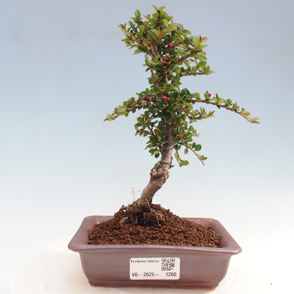 Outdoor bonsai-Cotoneaster horizontalis - Rock