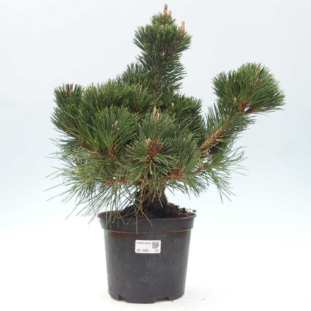 Outdoor bonsai - Pinus thunbergii senjyumaru - Thunberg pine