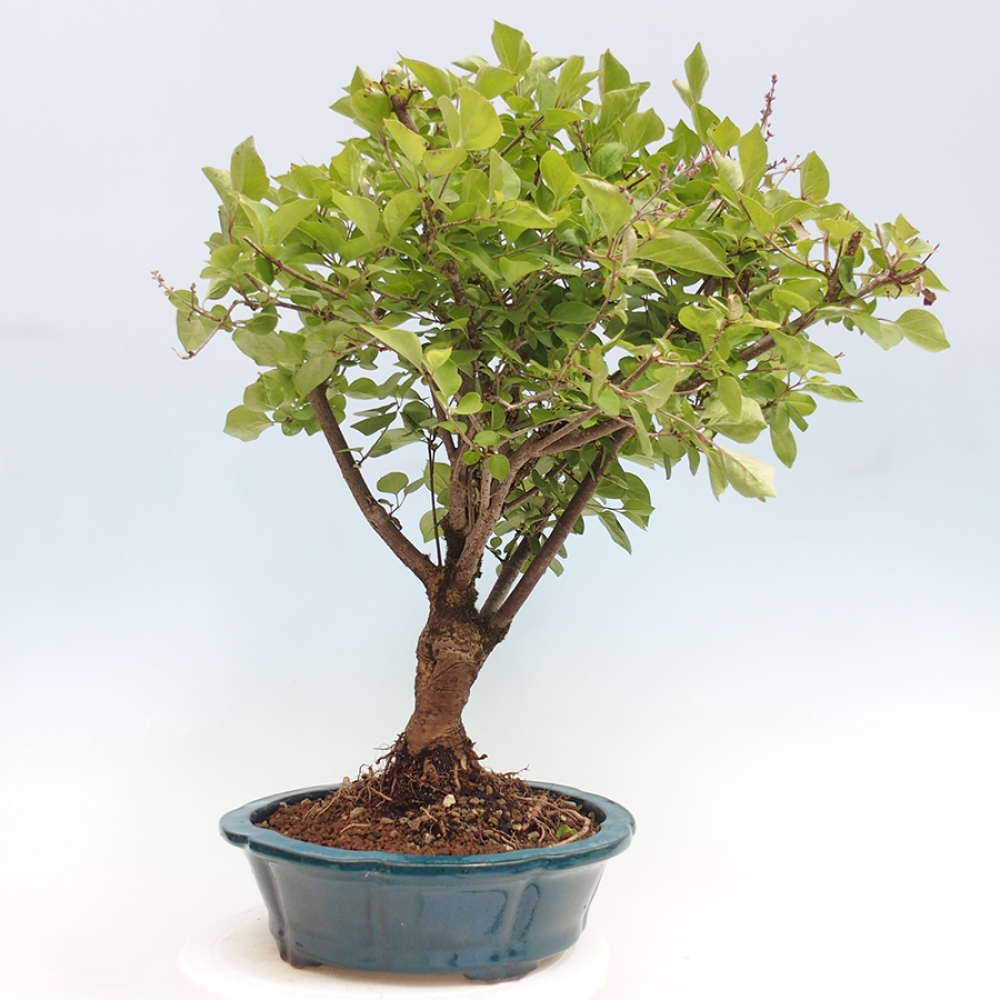 Outdoor bonsai - Syringa Meyeri Palibin - Meyer's Lilac
