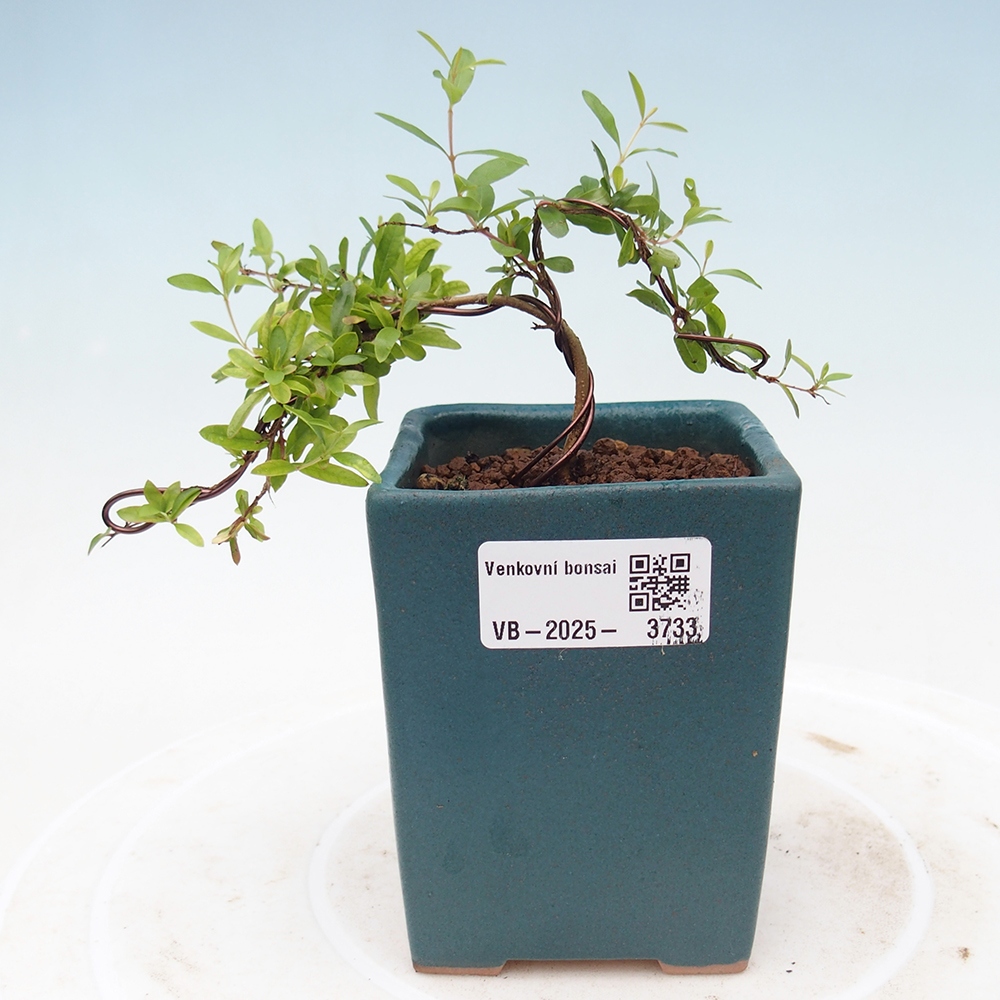 Room bonsai-PUNICA granatum nana-Pomegranate
