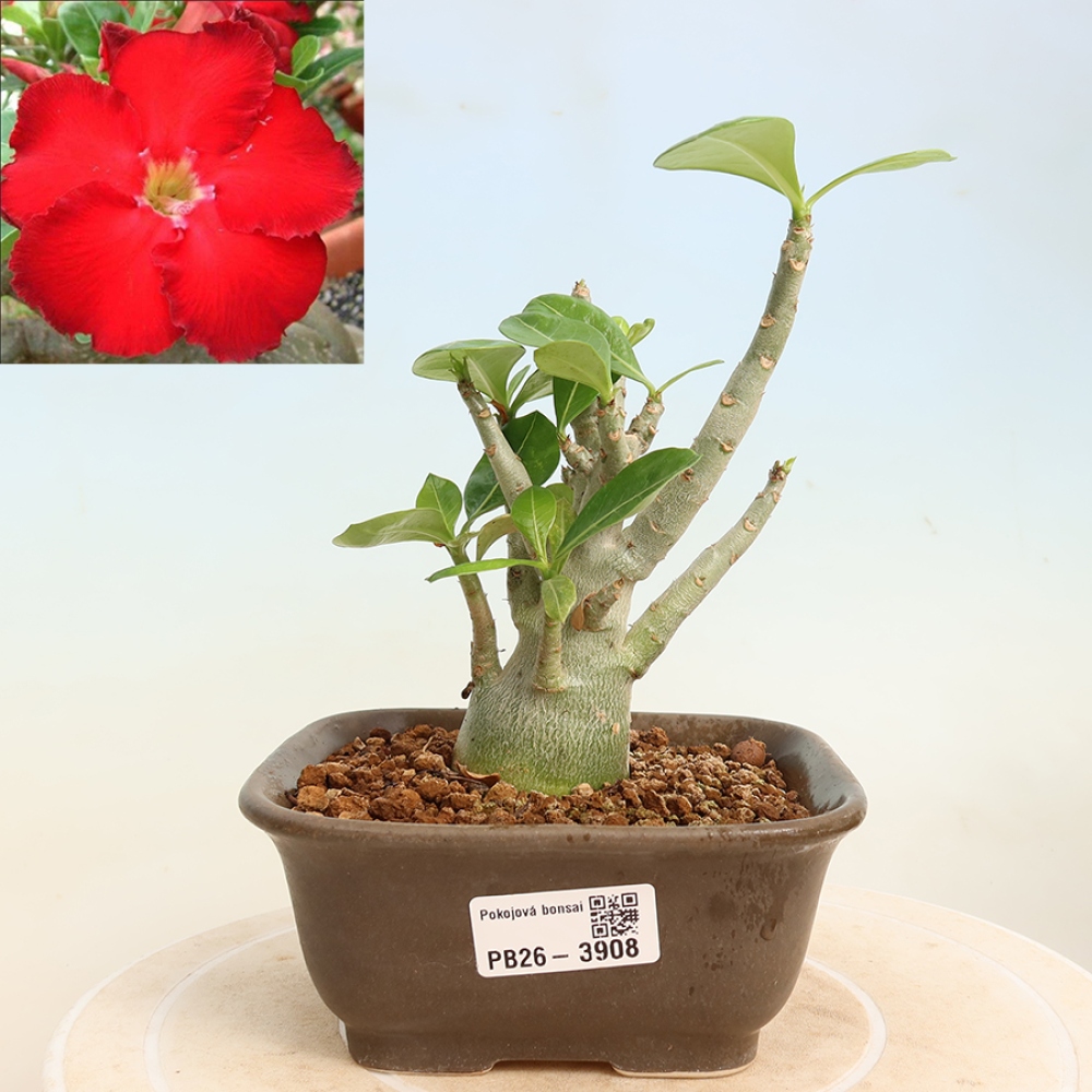 Indoor Bonsai - Adenium obesum Red Star - Desert Rose