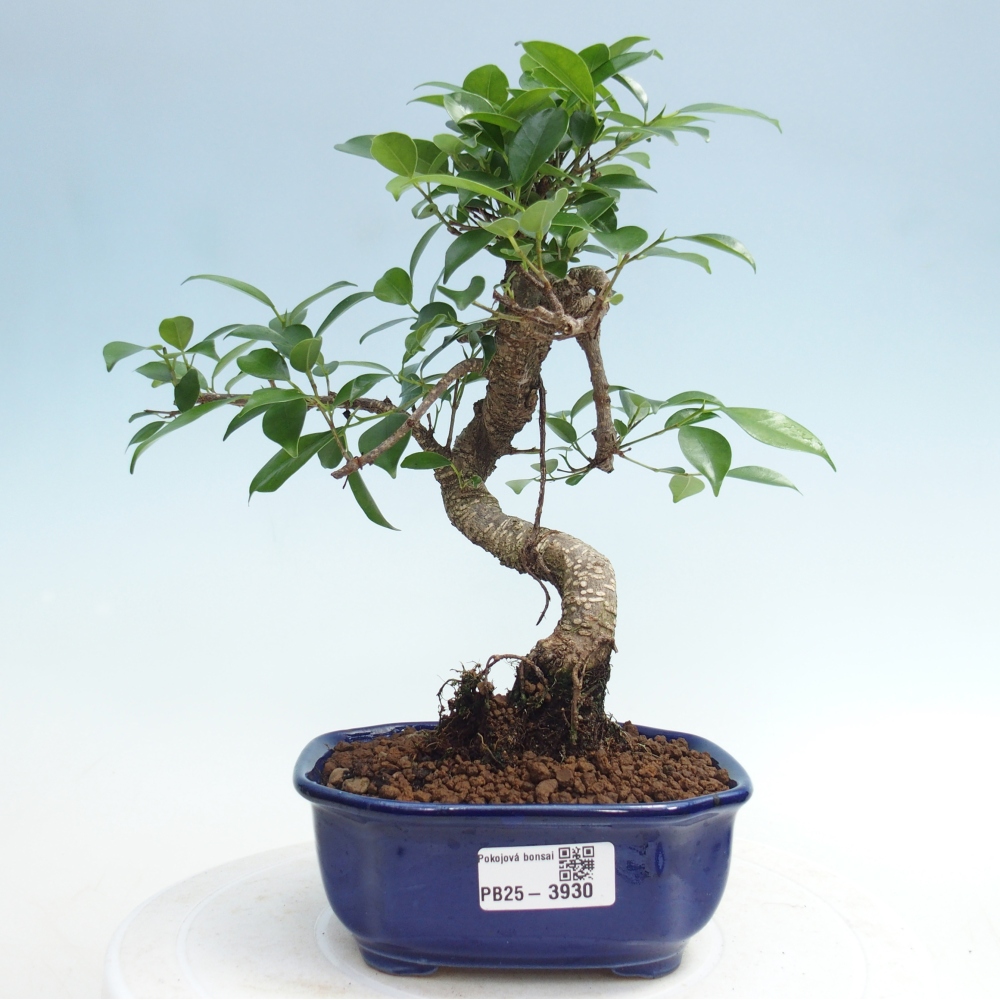 Room bonsai - Ficus retusa - small-leaved ficus