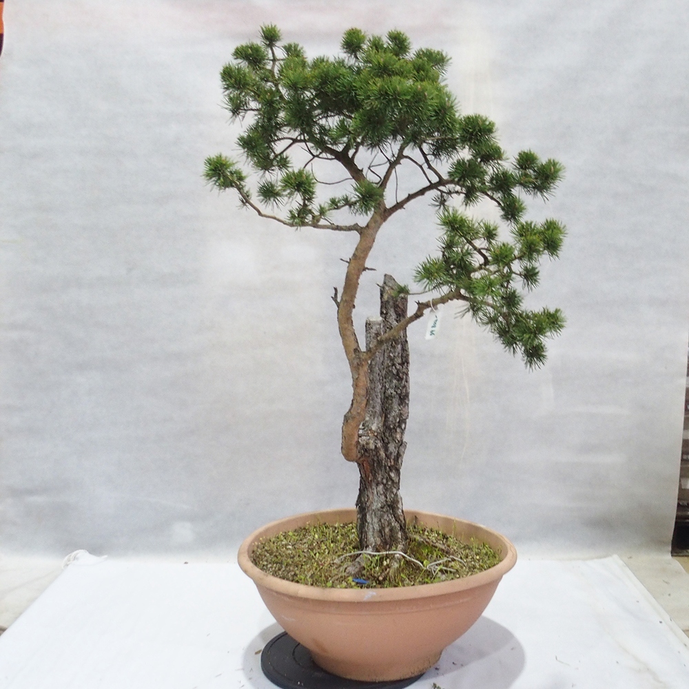 Yamadori - Pinus sylvestris 