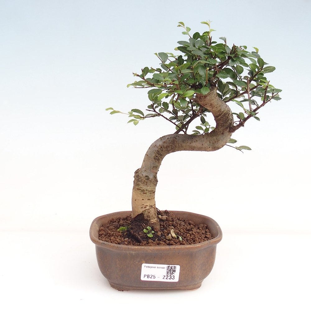 Room Malolistý elm bonsai
