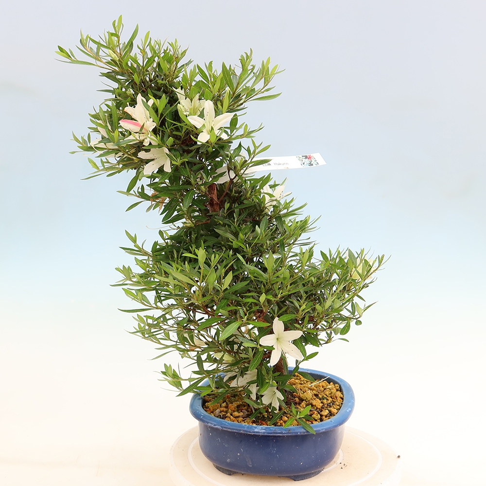 Outdoor bonsai - Japanese Azalea - Azalea Hakurin