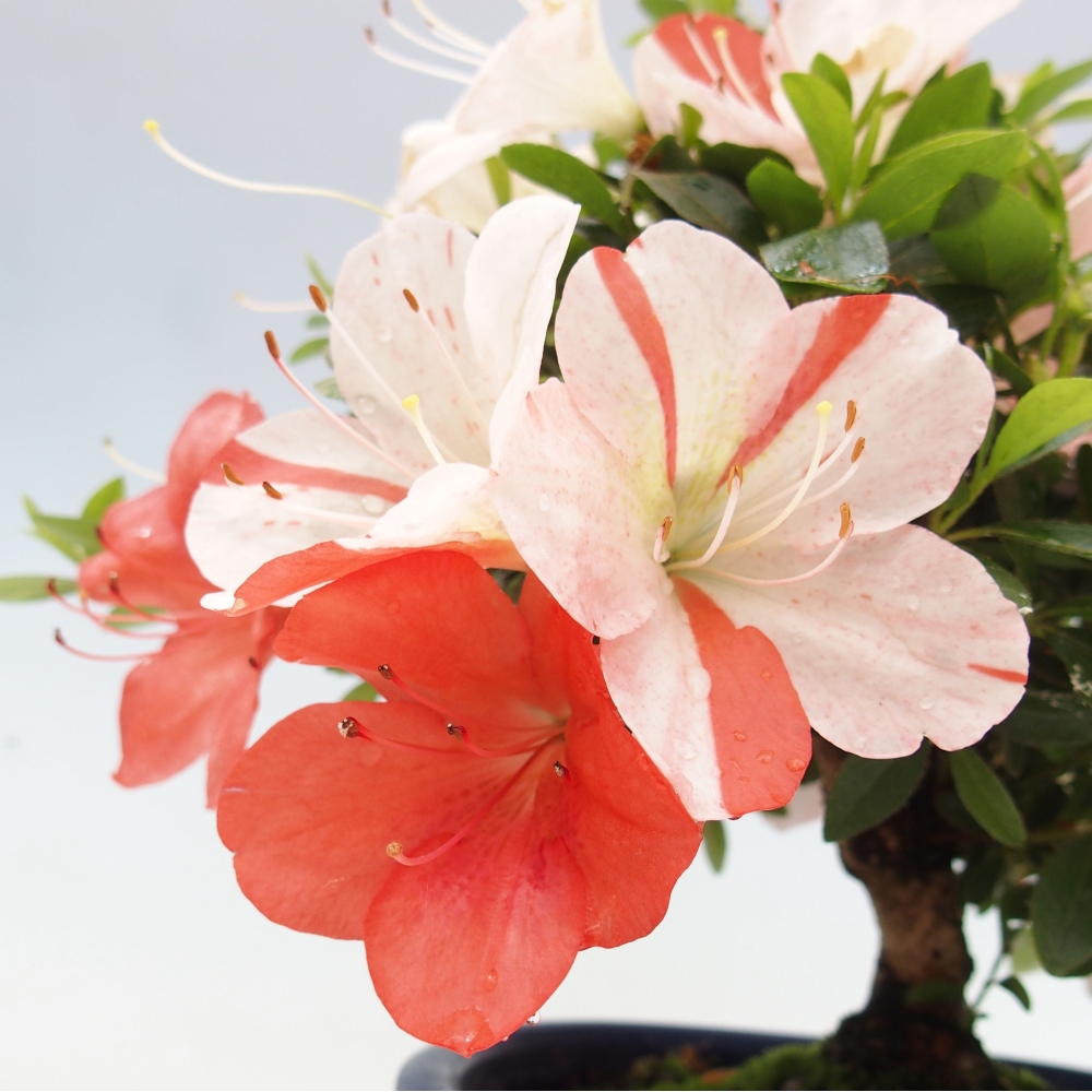 Outdoor bonsai - Japanese azalea - Azalea Asazakura
