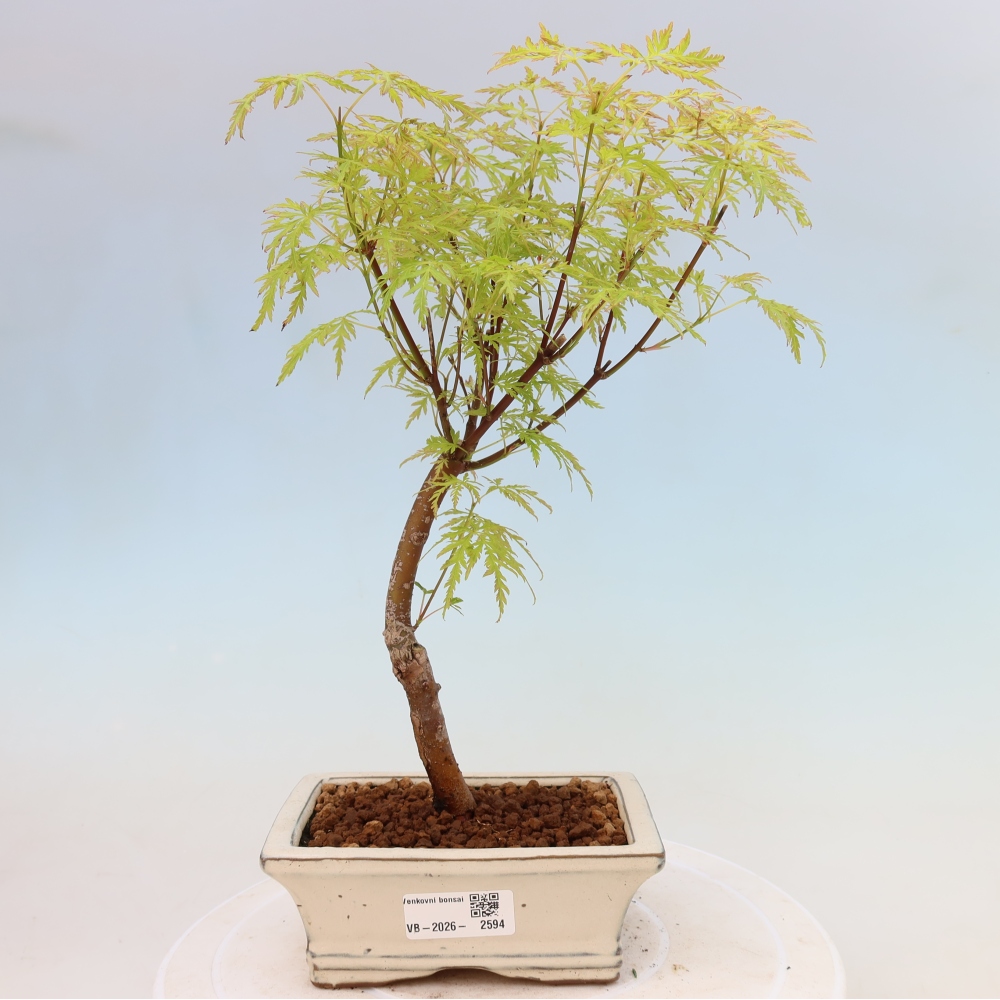 Outdoor Bonsai - Acer palmatum Dissectum - Japanese Maple 