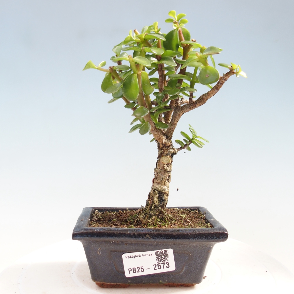Indoor bonsai - Portulakaria Afra - Tlustice