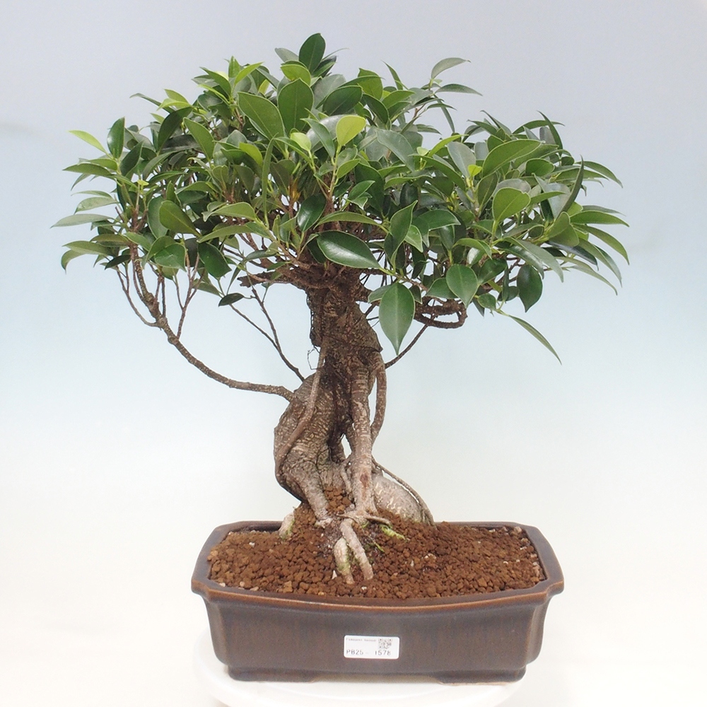 Indoor bonsai - Ficus kimmen - small-leaved ficus