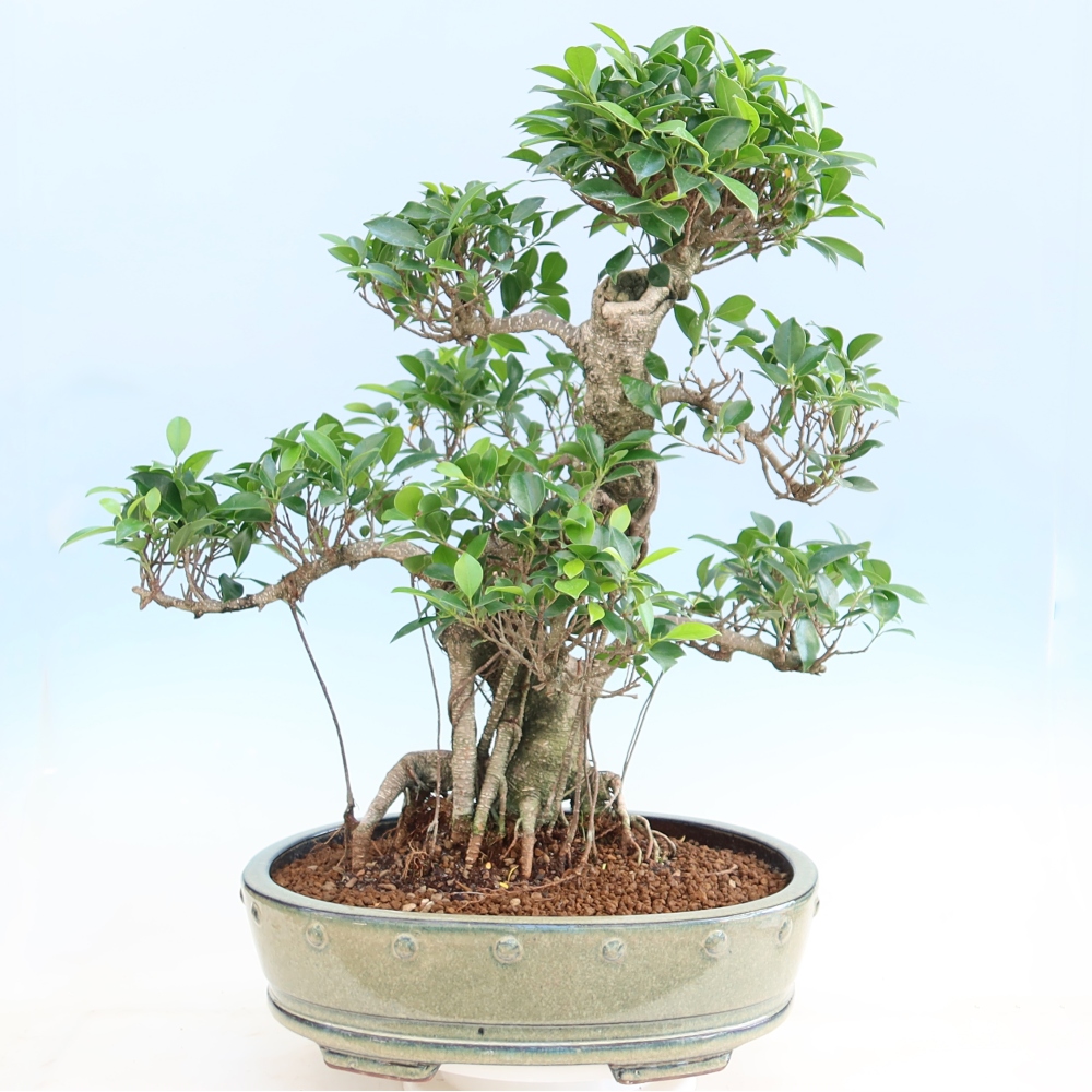 Room bonsai - Ficus kimmen - small-leaved ficus