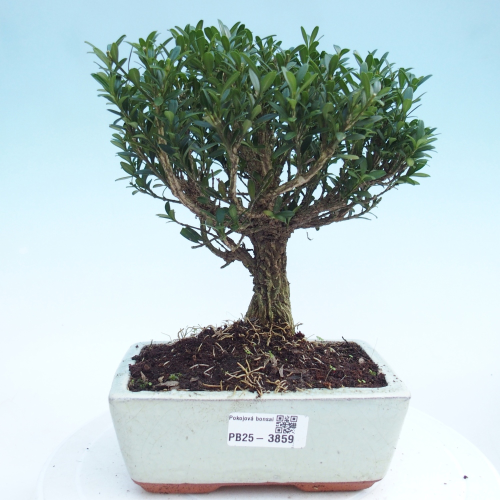 Room bonsai - Buxus harlandii - cork buxus
