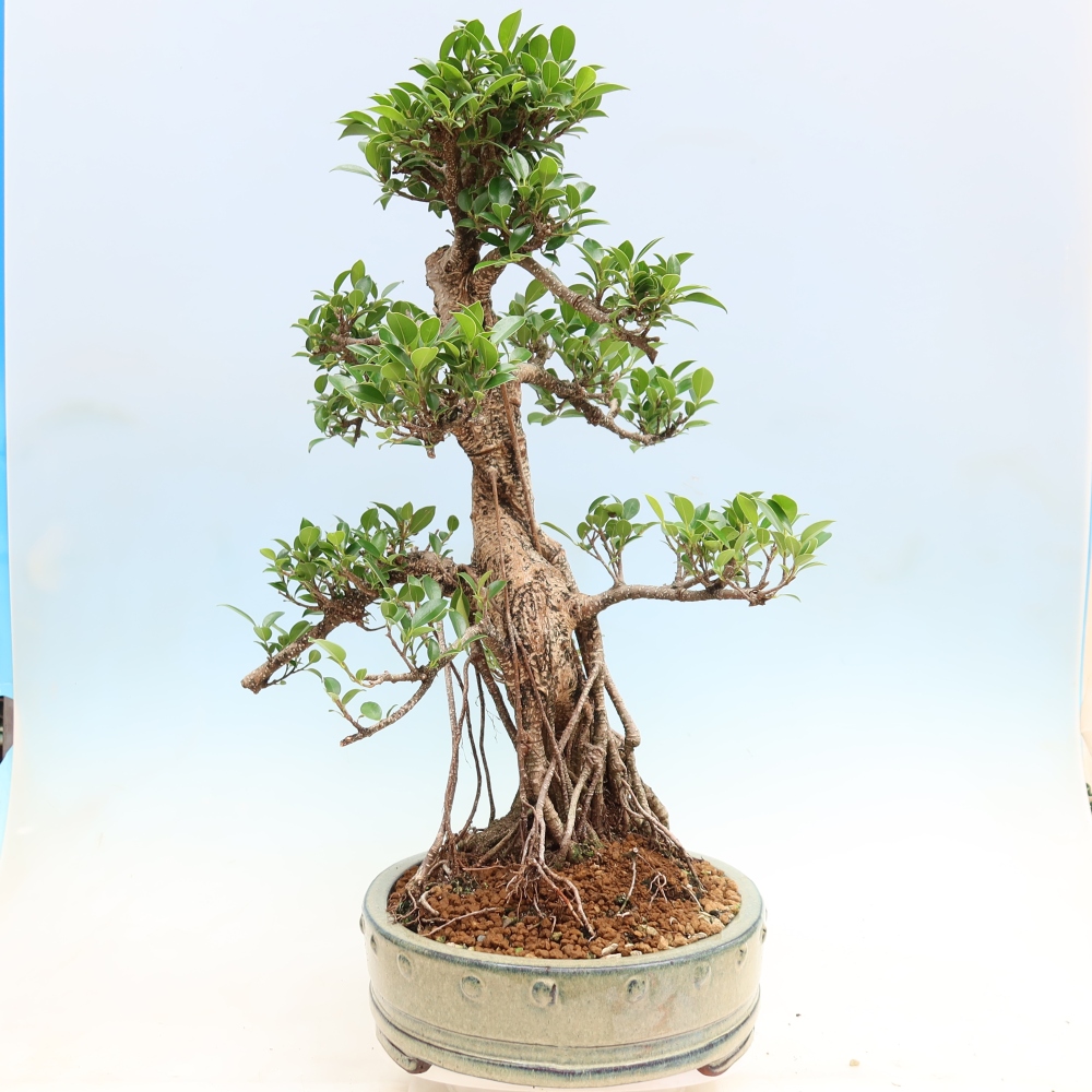Room bonsai - Ficus kimmen - small-leaved ficus