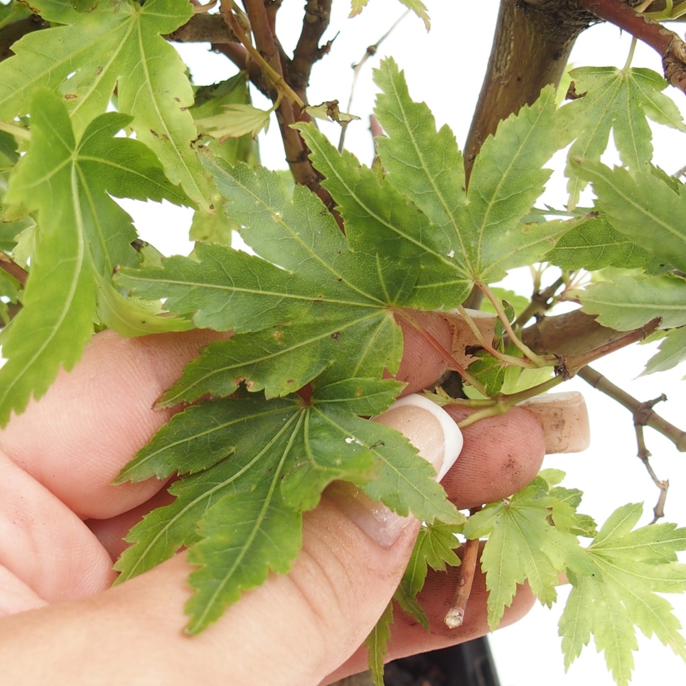 Outdoor bonsai - Acer palmatum Dr Tilt in container