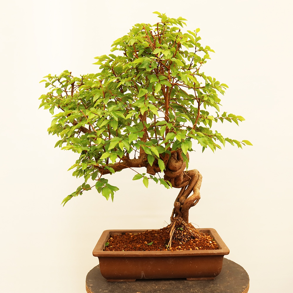 Outdoor bonsai - Carpinus Coreana - Korean hornbeam