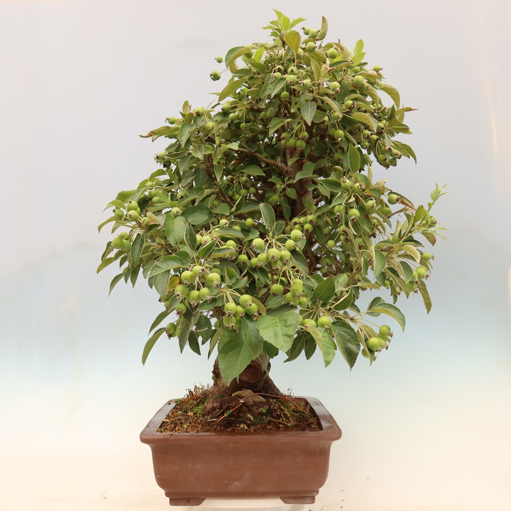 Outdoor bonsai - Malus halliana - Small-fruited apple tree