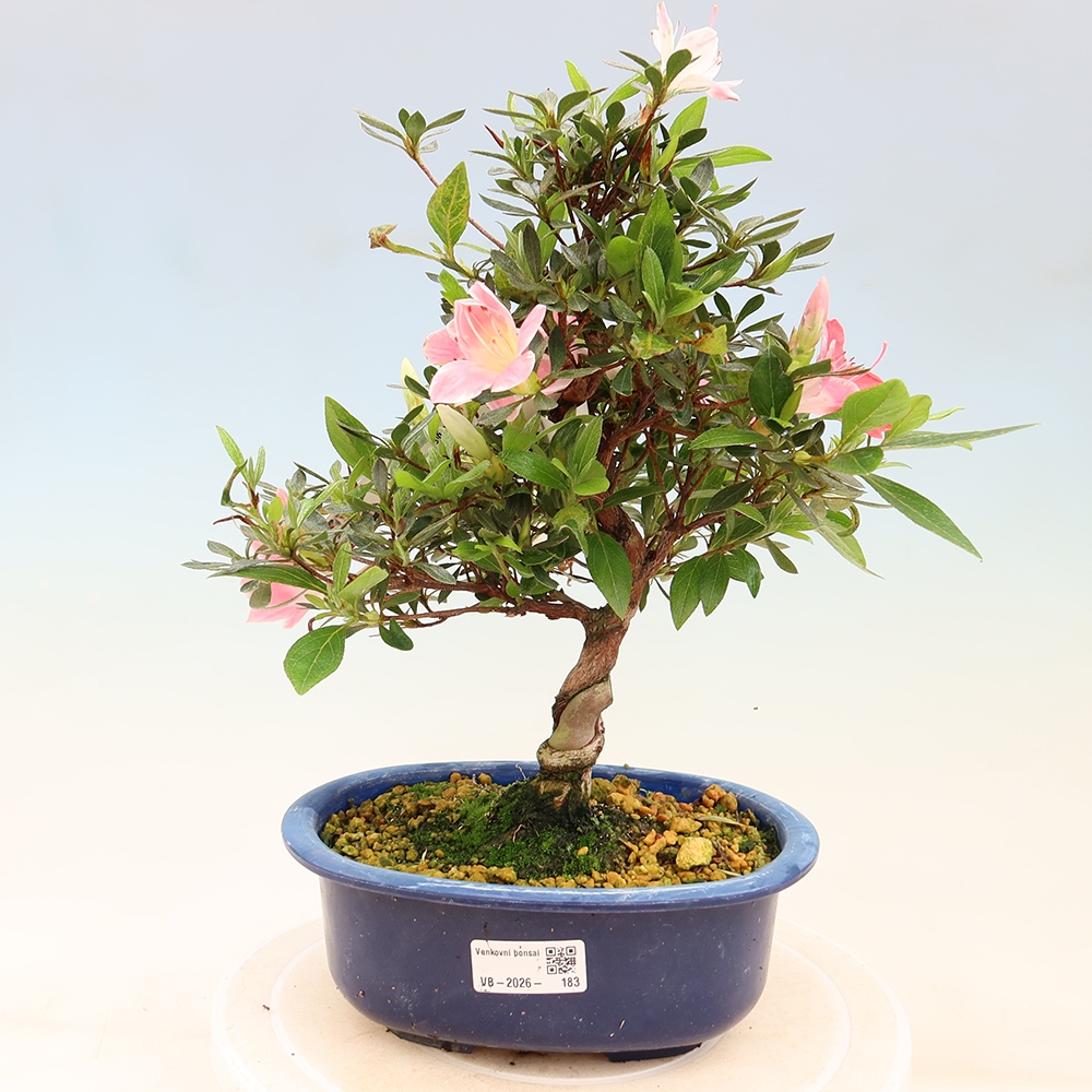Outdoor bonsai - Japanese Azalea - Azalea Senhime