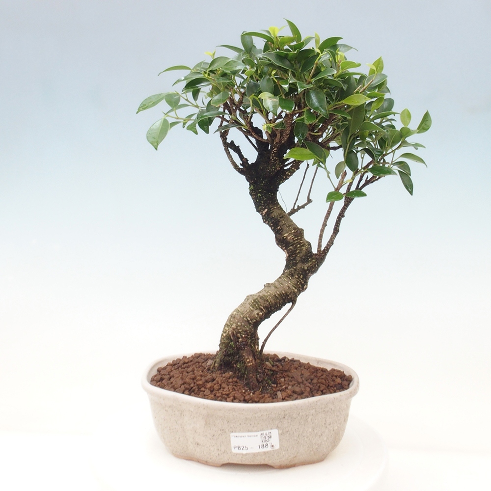 Indoor bonsai - Ficus retusa - small ficus