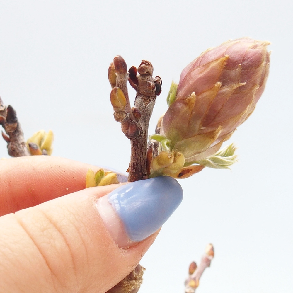 Outdoor bonsai - Wisteria floribunda