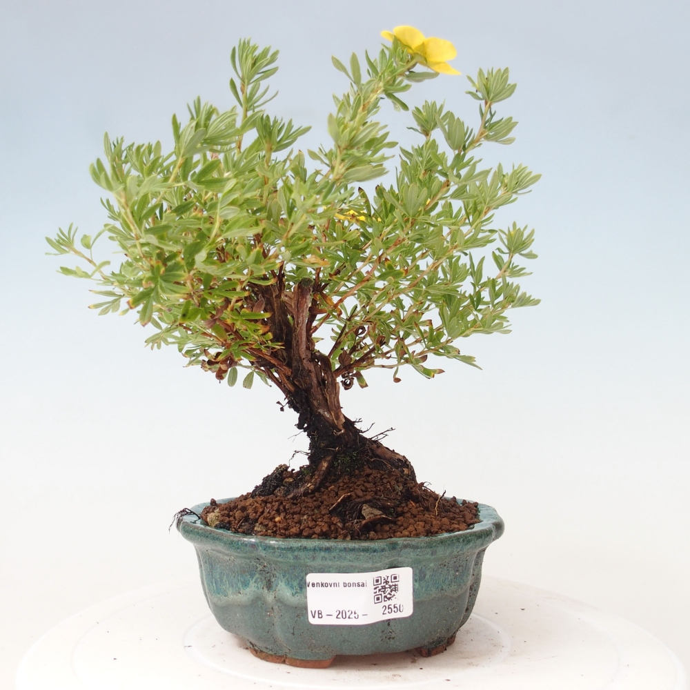 Outdoor bonsai-Cinquefoil - Potentila fruticosa yellow Bird