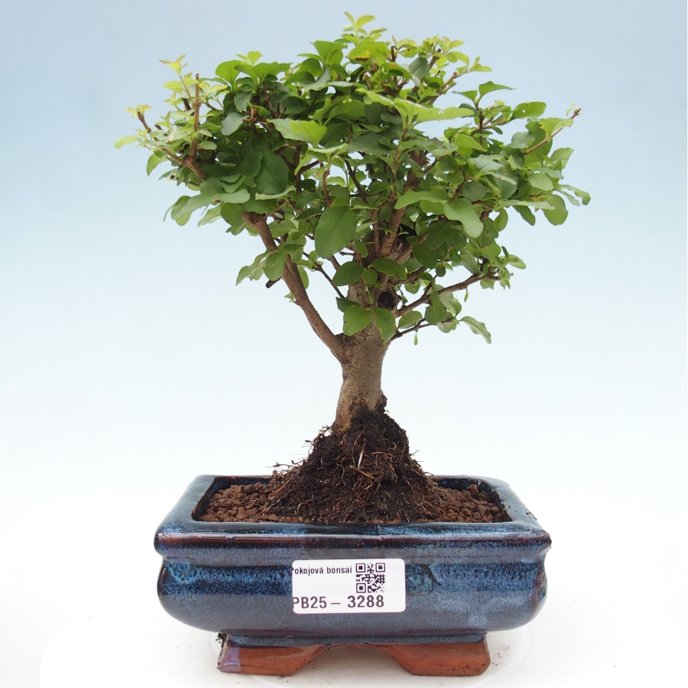 Room bonsai -Ligustrum chinensis - Birds Beak