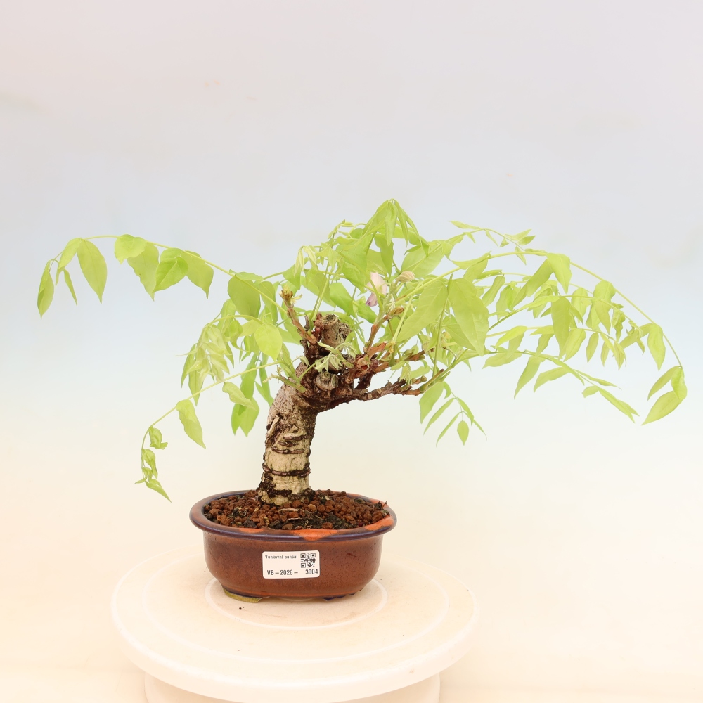 Outdoor bonsai - Wisteria floribunda