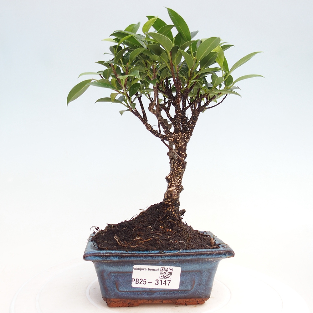 Room bonsai Ficus retusa kimmen