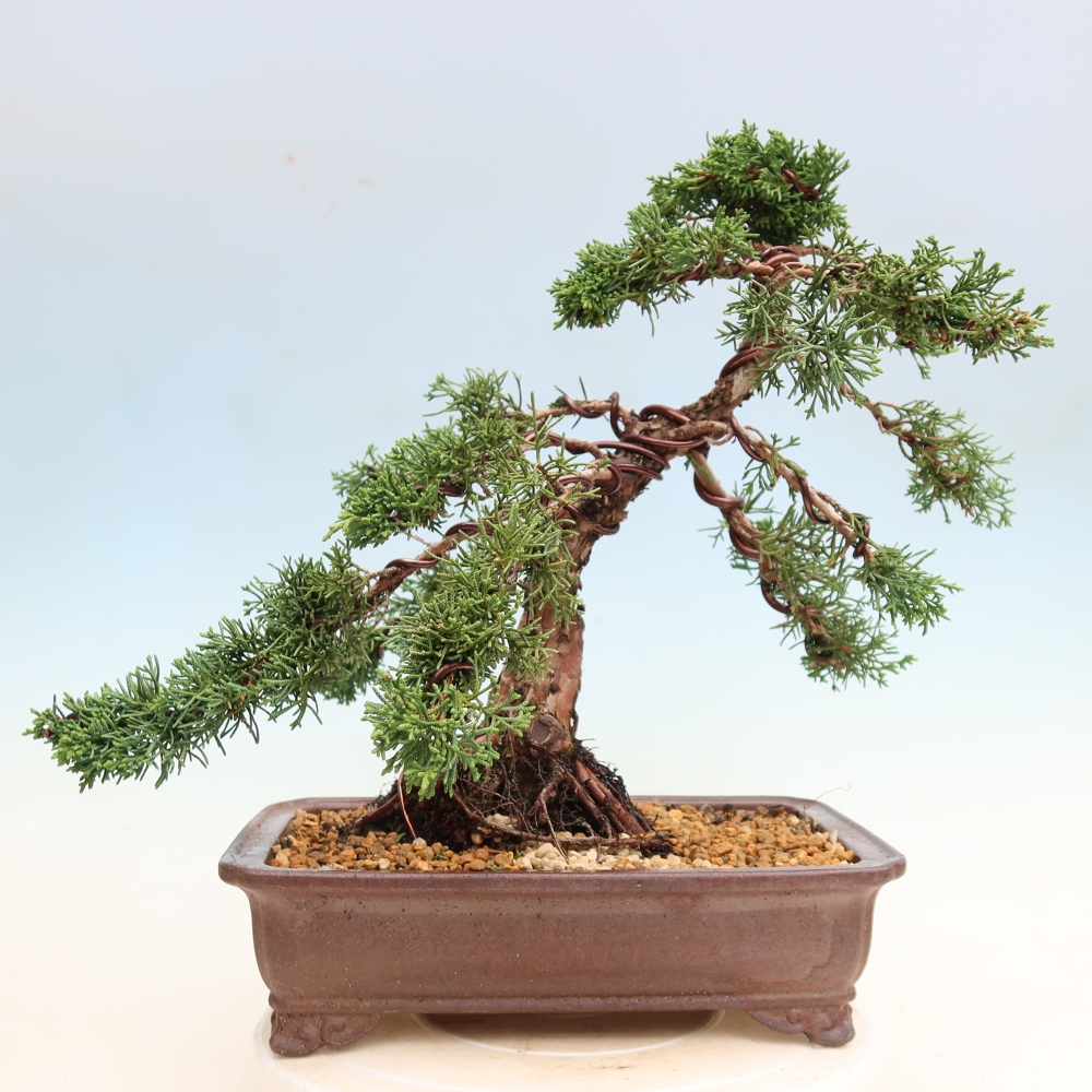 Outdoor bonsai - Juniperus chinensis Kishu