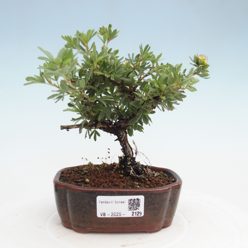 Outdoor bonsai-Cinquefoil - Potentila fruticosa yellow Bird
