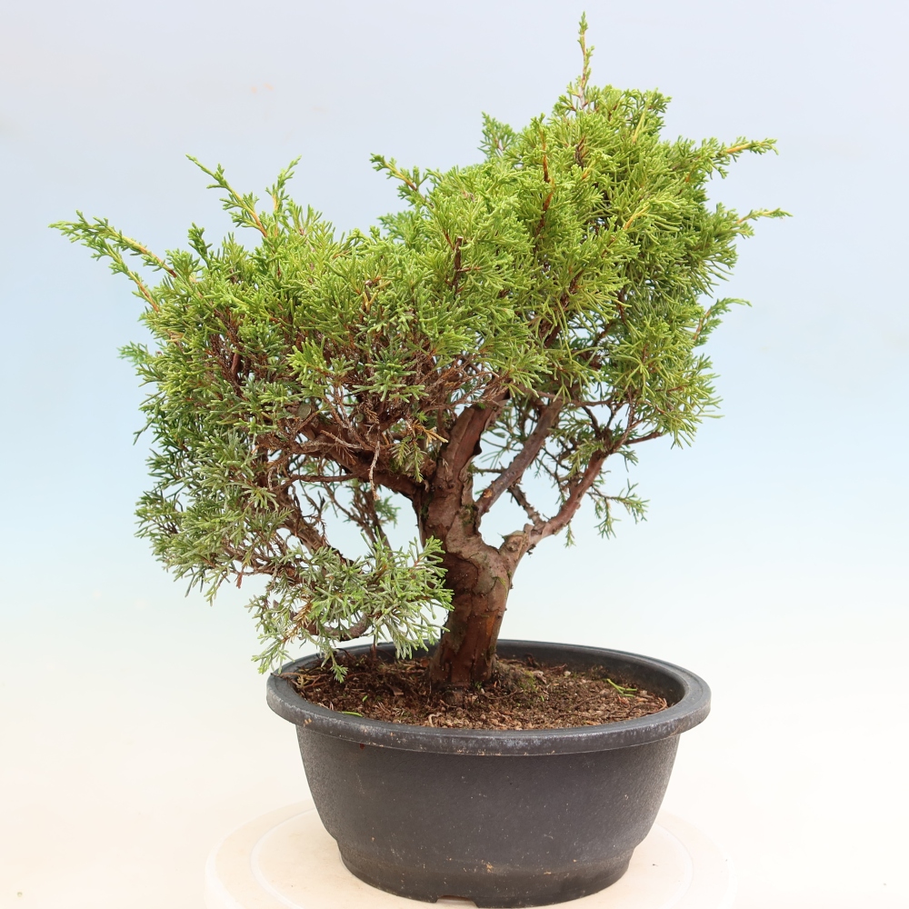 Outdoor Bonsai - Juniperus chinensis Itoigawa - Chinese Juniper