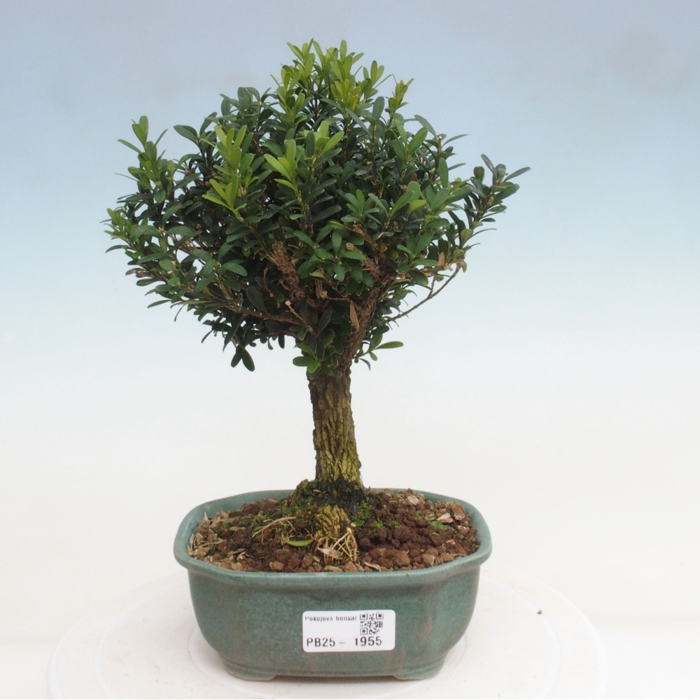 Room bonsai - Buxus harlandii - cork buxus