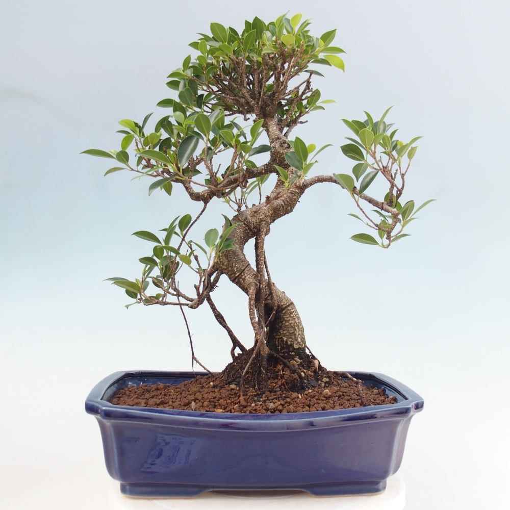 Room bonsai - Ficus kimmen - small-leaved ficus