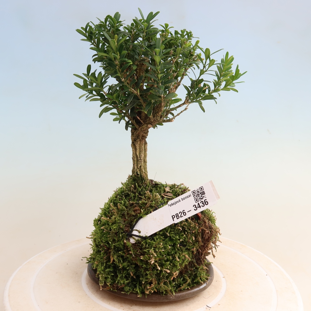 Kokedama with a saucer - Buxus harlandii - Cork Boxwood  