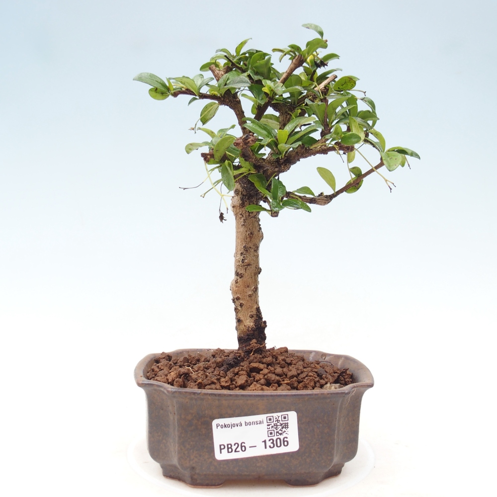 Room bonsai - Carmona macrophylla - Tea fuki