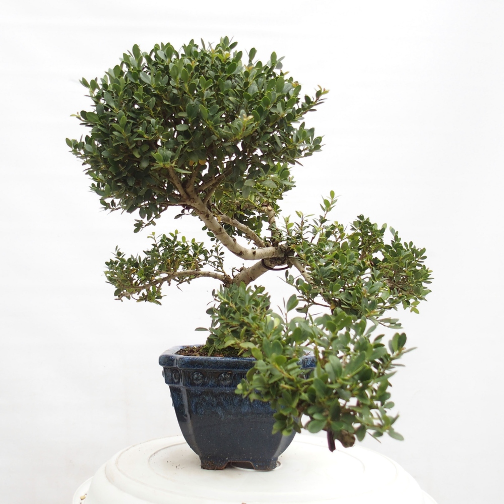Indoor bonsai - Ilex crenata - Holly