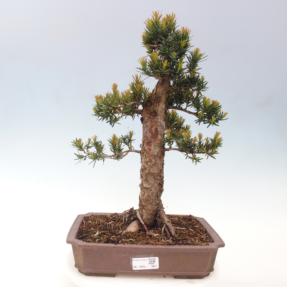 Outdoor bonsai - Taxus cuspidata - Japanese yew