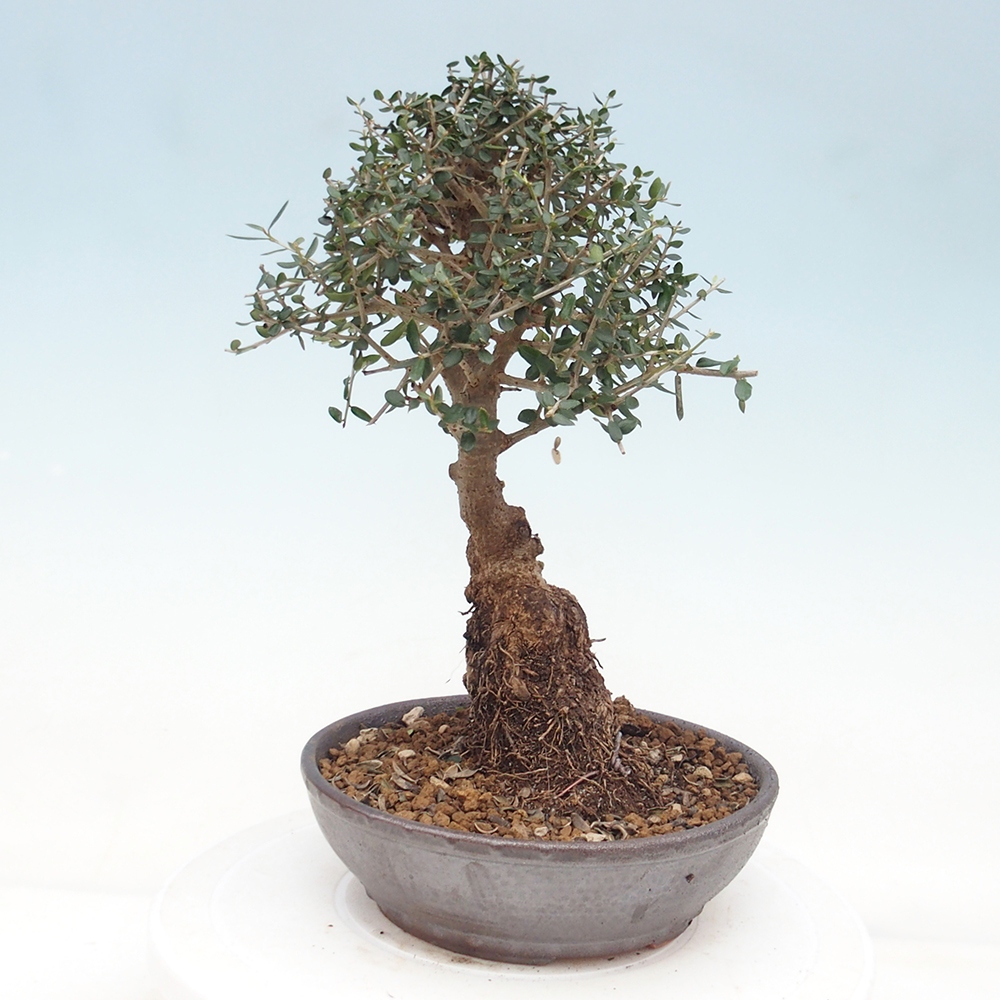 Indoor bonsai - Olea europaea sylvestris