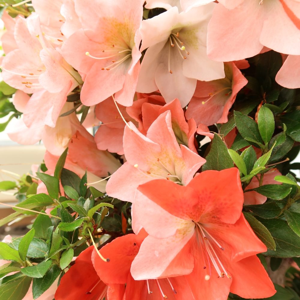 Outdoor bonsai - Japanese Azalea - Azalea Sansai