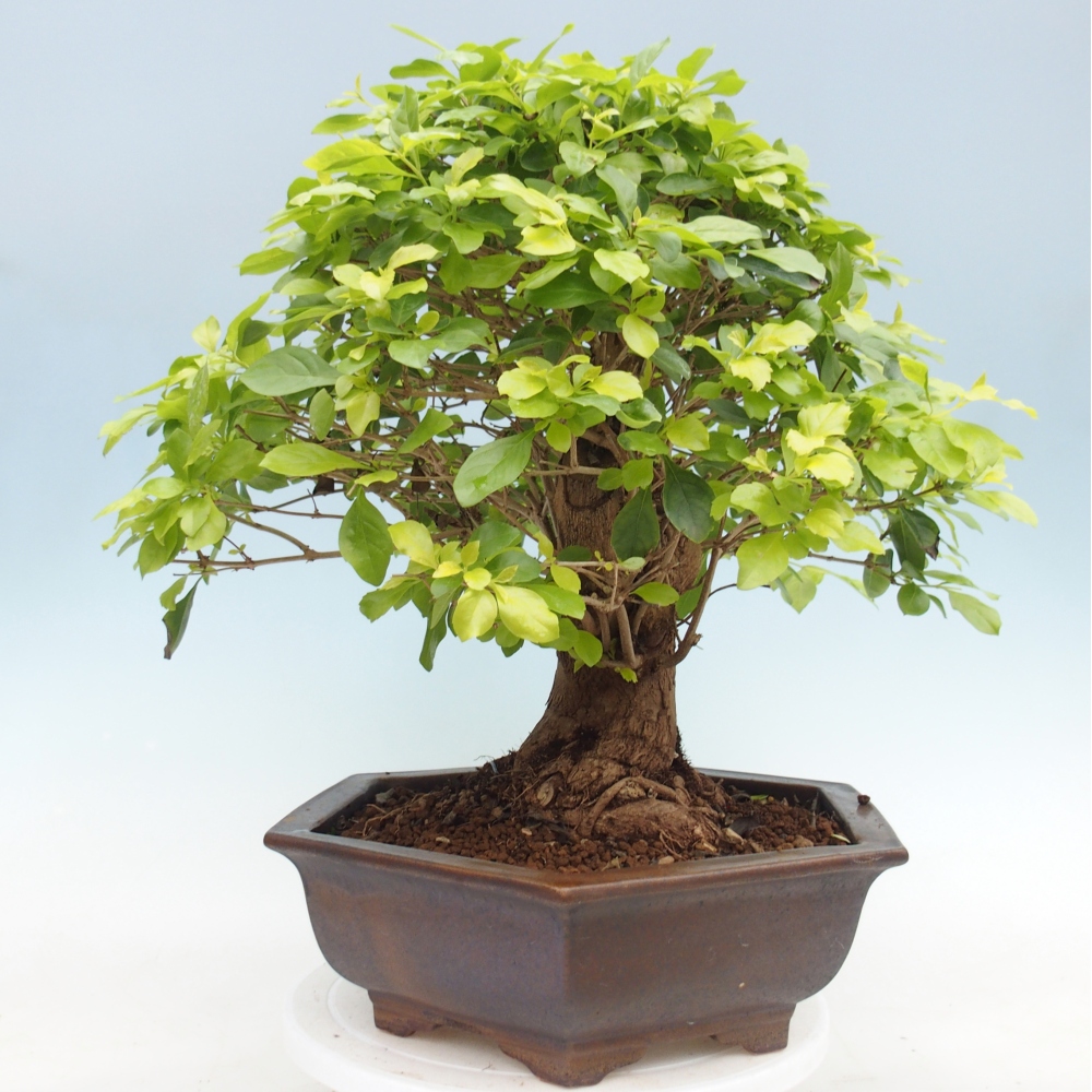Room bonsai - Duranta erecta Aurea - PERSONAL COLLECTION ONLY or pallet transport