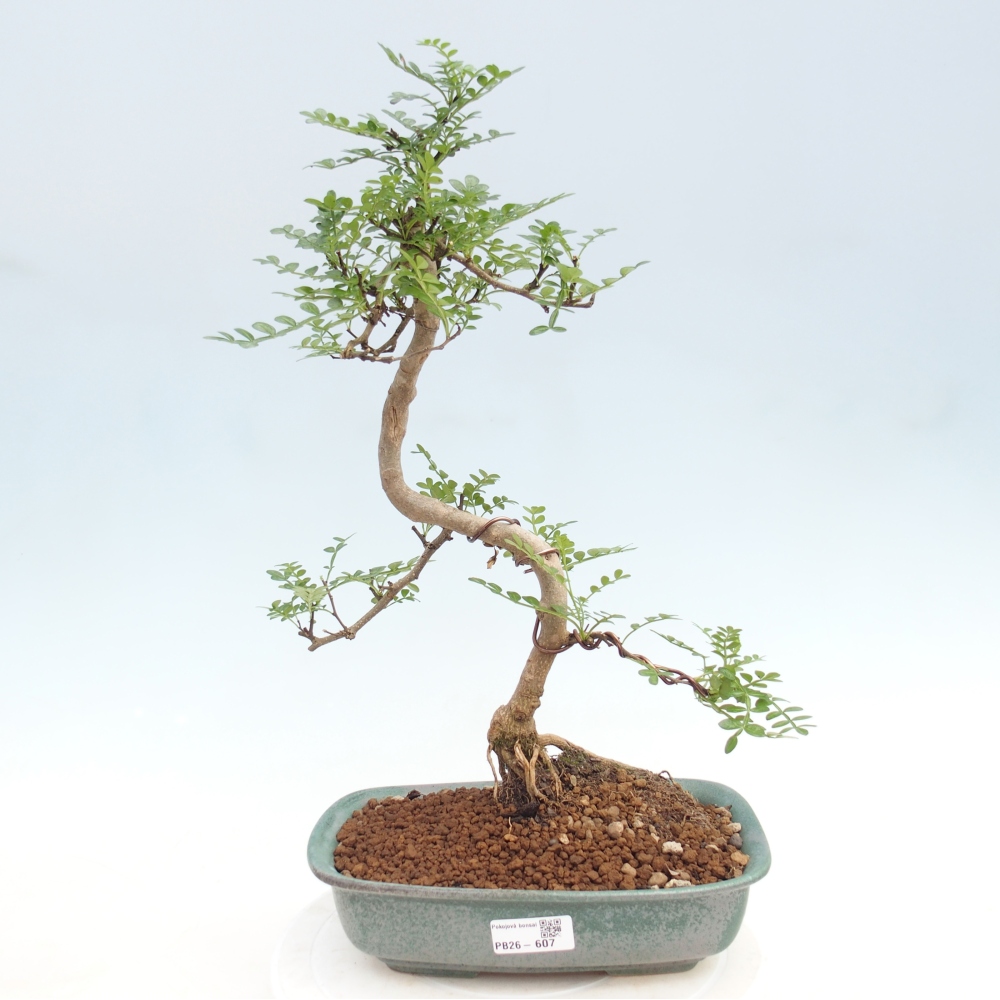 Room bonsai - Zantoxylum piperitum - pepper tree