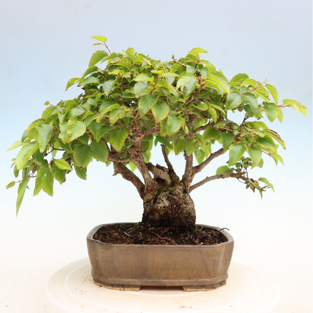 Outdoor bonsai -Carpinus coreana - Korean Hornbeam