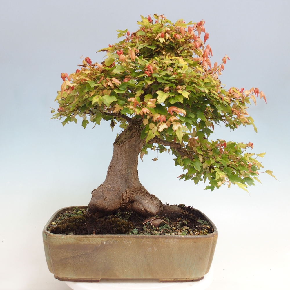 Outdoor bonsai - Maple Buergerianum - Burger Maple