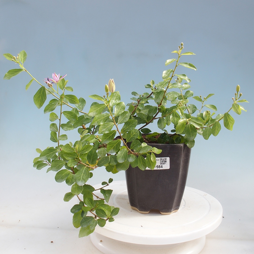Indoor bonsai - Grewia occidentalis - Lavender star