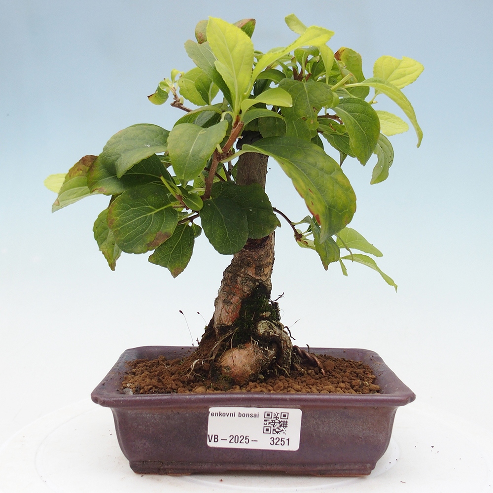 Outdoor bonsai - Celastrus Jesenec