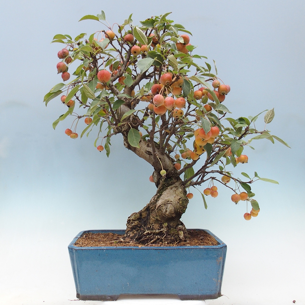Outdoor bonsai - Malus halliana - Small-fruited apple tree
