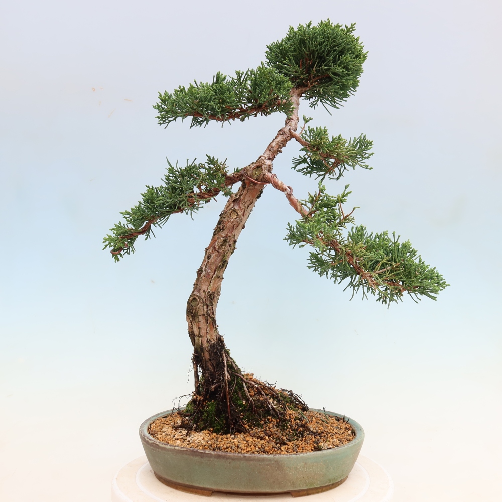 Outdoor bonsai - Juniperus chinensis Kishu