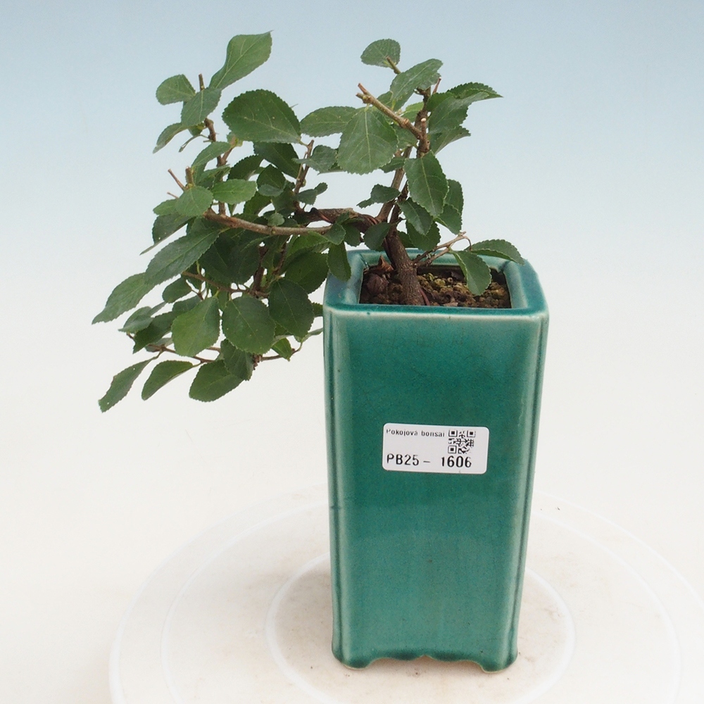 Indoor bonsai - Grewia occidentalis - Lavender star