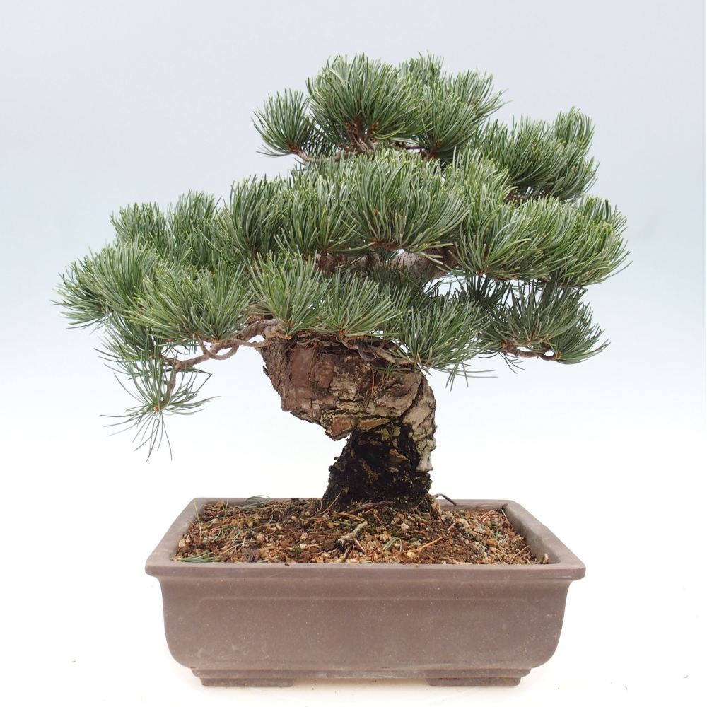 Outdoor bonsai - Pinus parviflora - Small pine tree