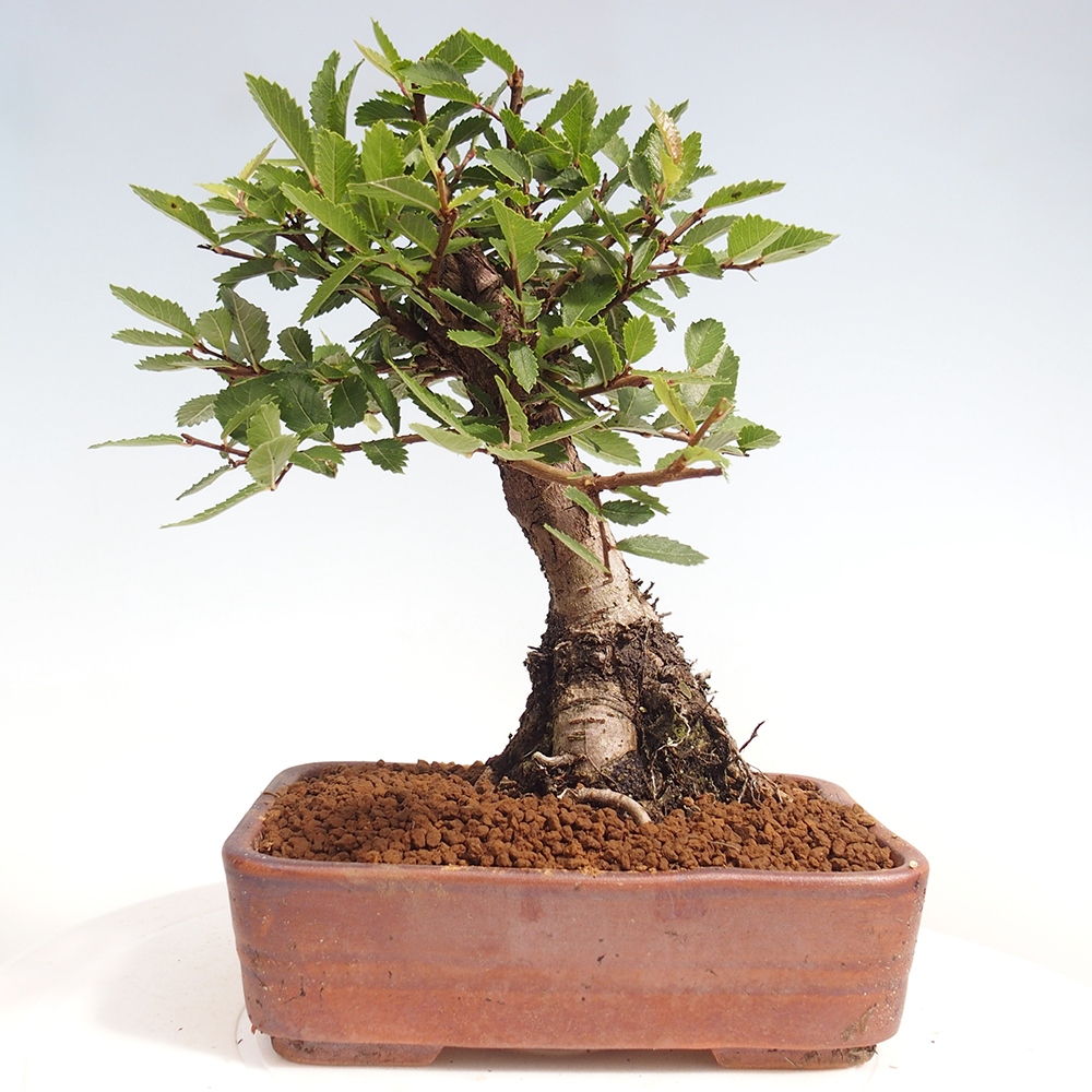 Outdoor bonsai - Zelkova - Zelkova NIRE