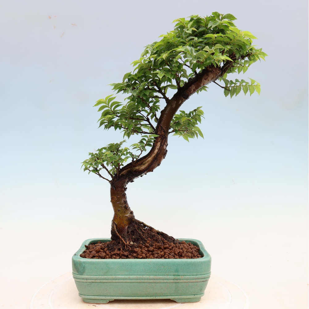 Outdoor Bonsai - Ulmus Jacqueline Hillier - European White Elm