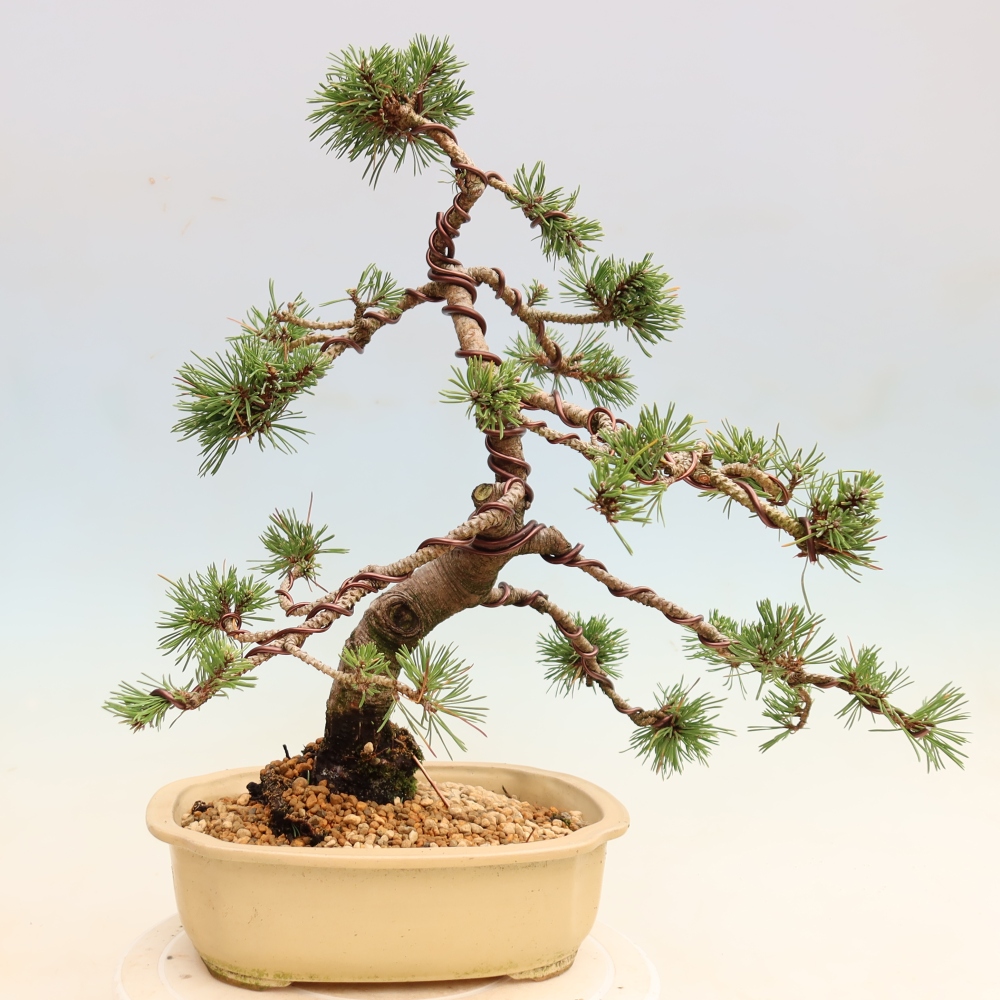 Outdoor Bonsai - Pinus mugo Humpy  - Mountain Pine
